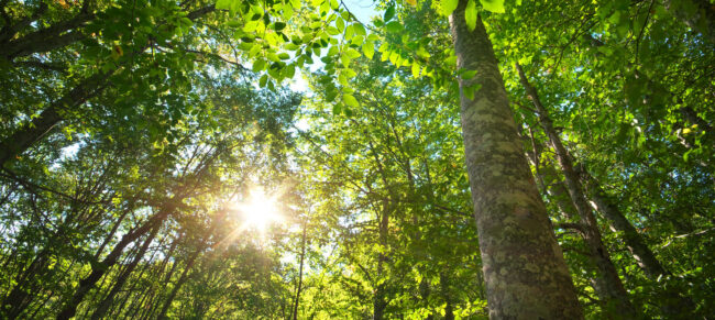 Alianza entre FirmaVirtual y Cultiva