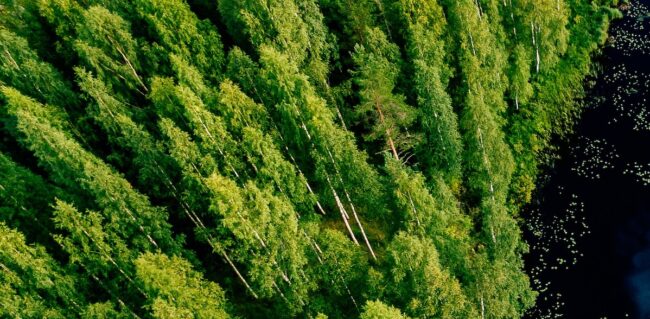 Un bosque de árboles de hoja caduca, visto desde arriba, se extiende hasta un cuerpo de agua oscuro.