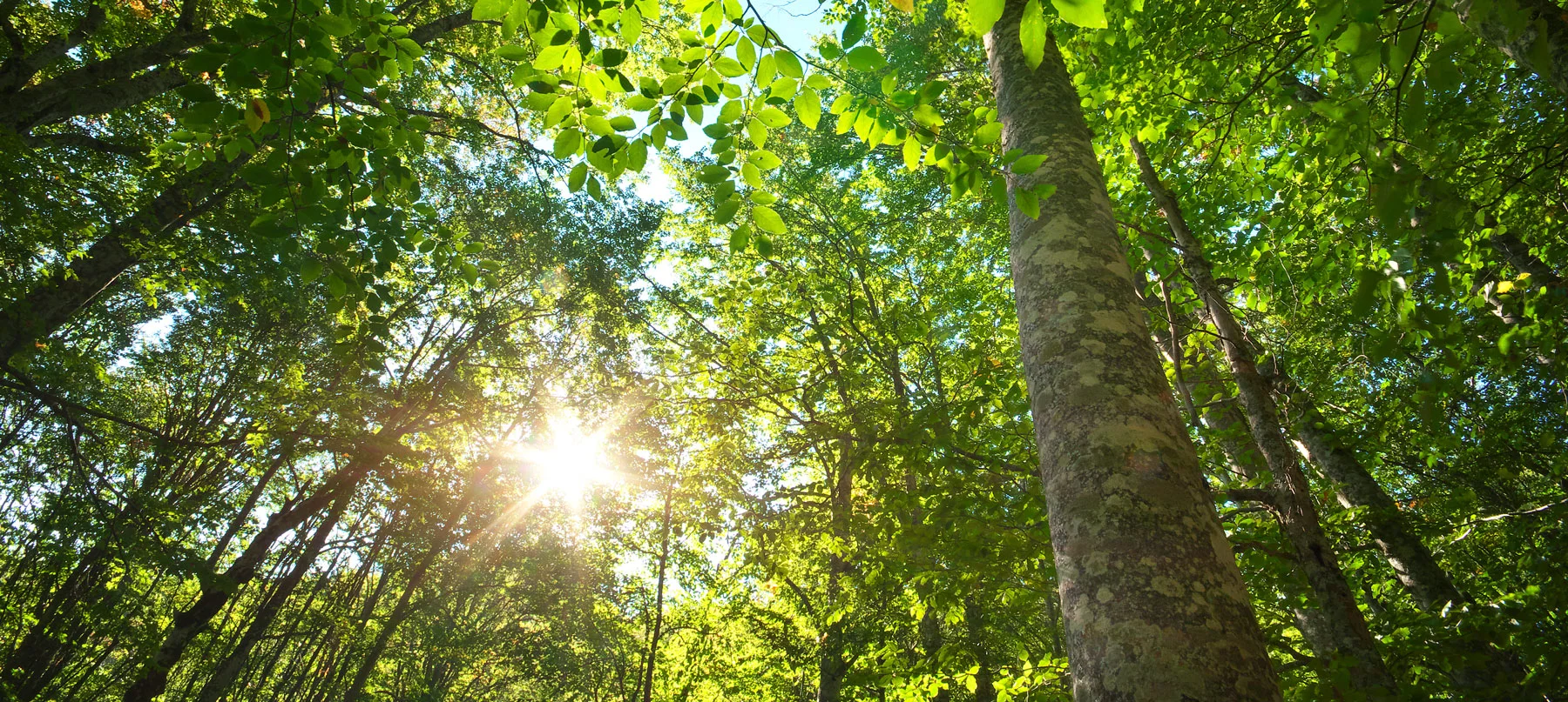 Alianza entre FirmaVirtual y Cultiva